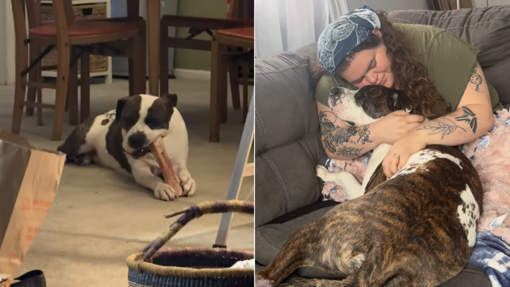 rescue dog second chance