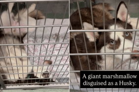 abandoned shelter dog kennel