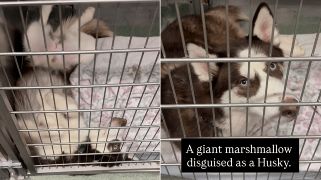 abandoned shelter dog kennel