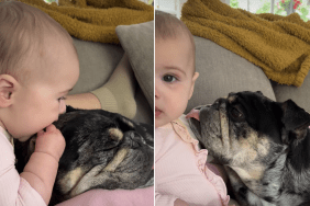 baby dog ears