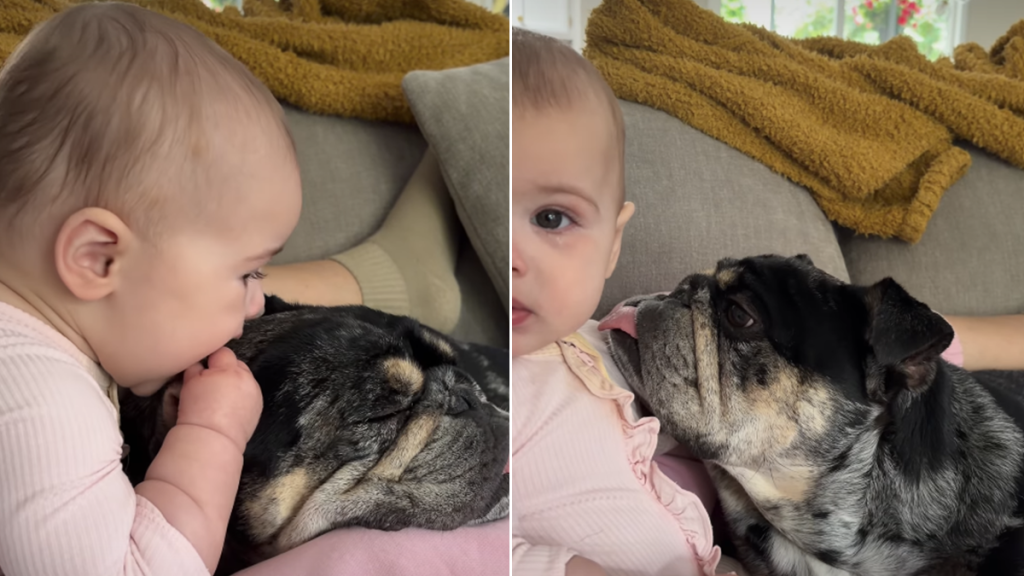 baby dog ears