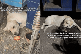 shelter dog