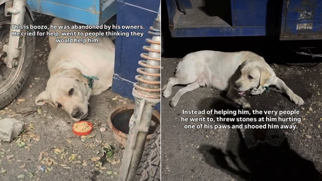 shelter dog