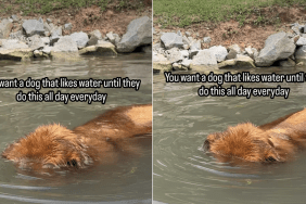 dog video