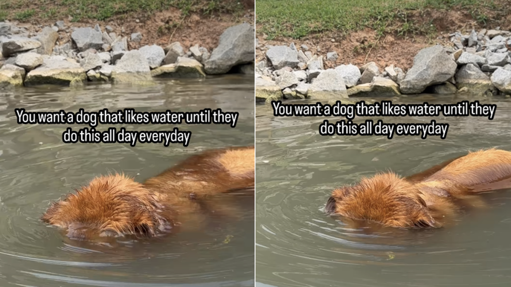 dog video