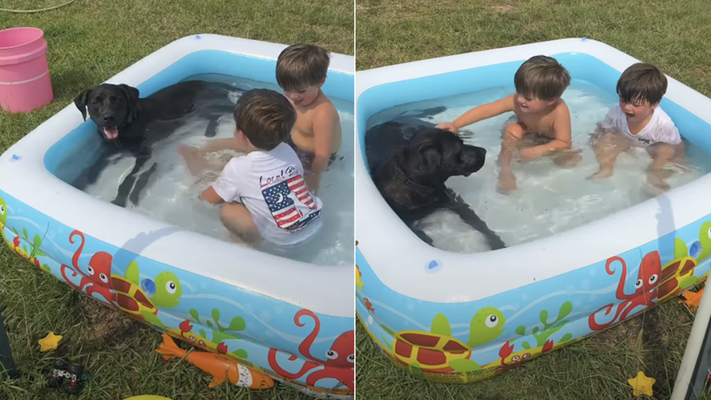 dog bath kids