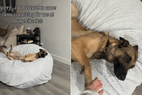 dog video