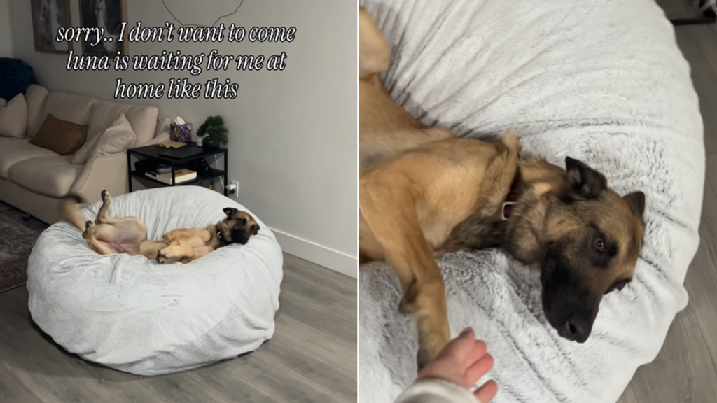 dog video