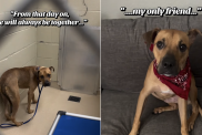 shelter dog