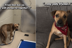 shelter dog