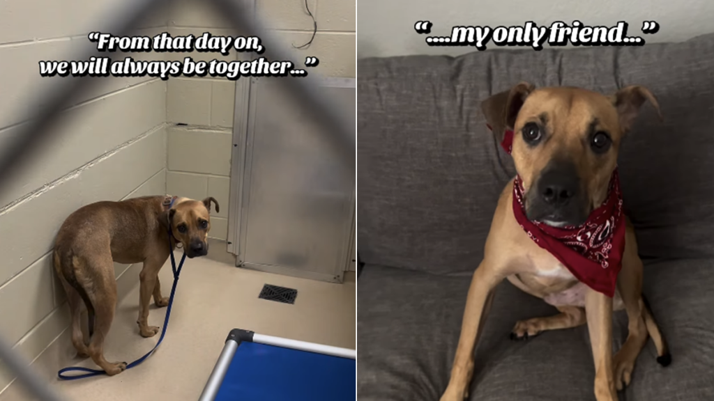 shelter dog