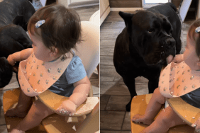 dog video