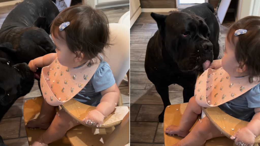 dog video