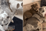 dog video