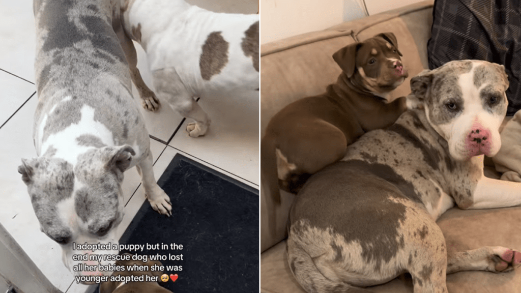 dog video