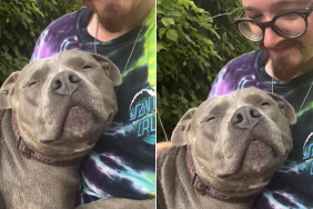 dog video
