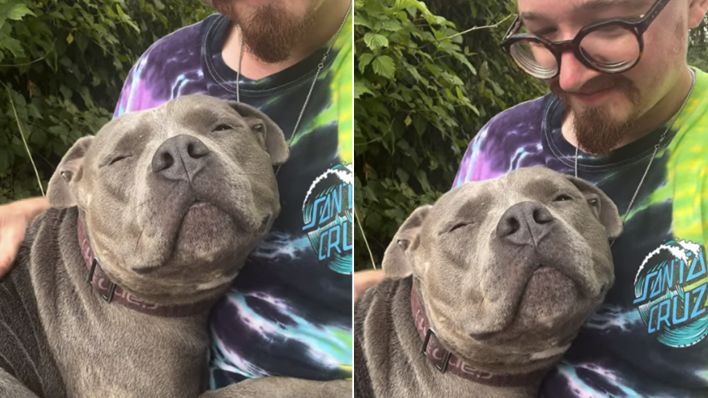 dog video