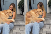 golden retriever human greet
