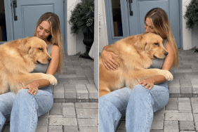 golden retriever human greet