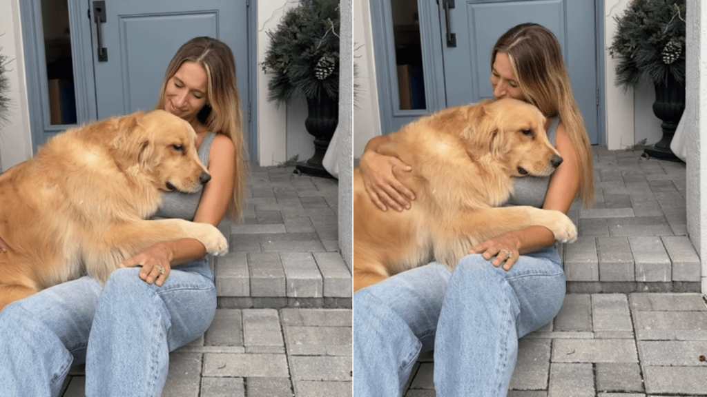 golden retriever human greet