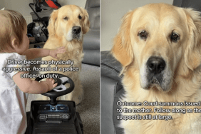 golden retriever toddler