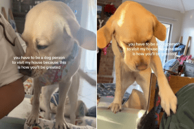 dogs greetings home