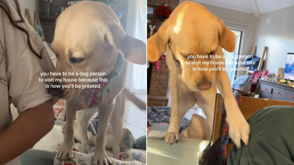 dogs greetings home