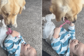 golden retriever little baby