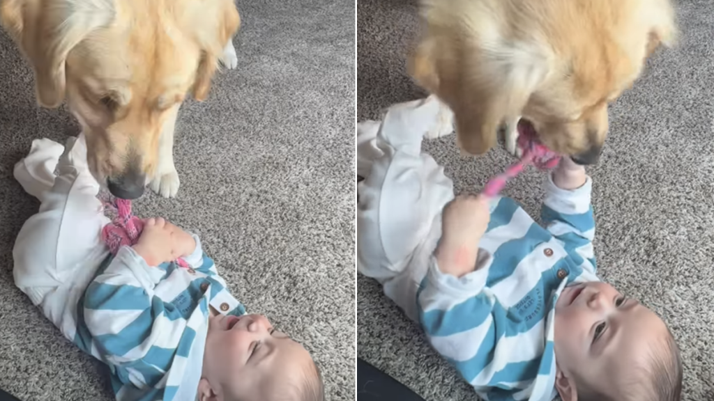 golden retriever little baby