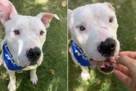 shelter dog scars humans