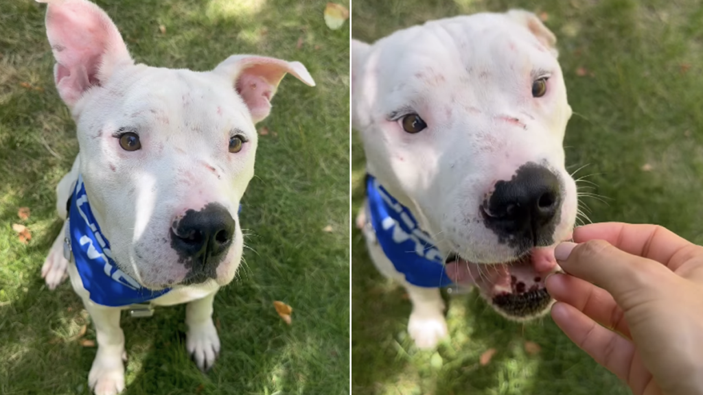 shelter dog scars humans