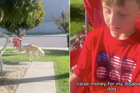 little boy disabled dog