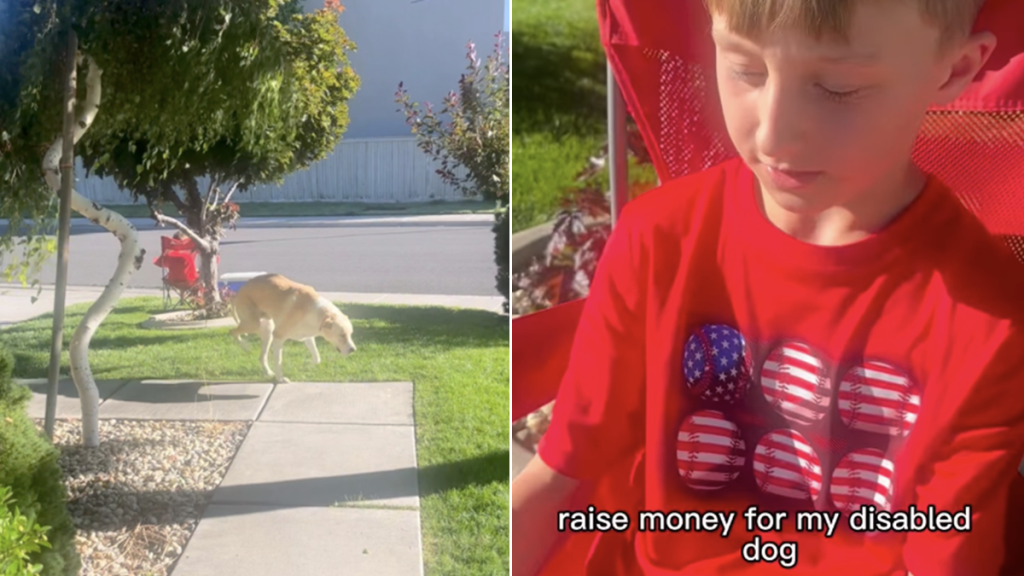 little boy disabled dog