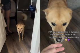 rescue dog greet human