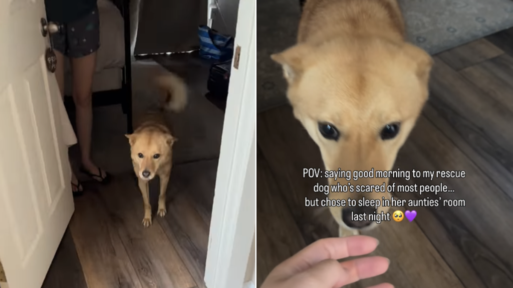 rescue dog greet human