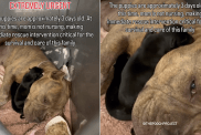 mama shelter dog babies
