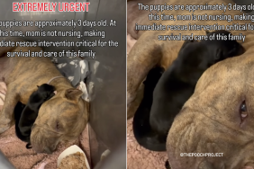 mama shelter dog babies