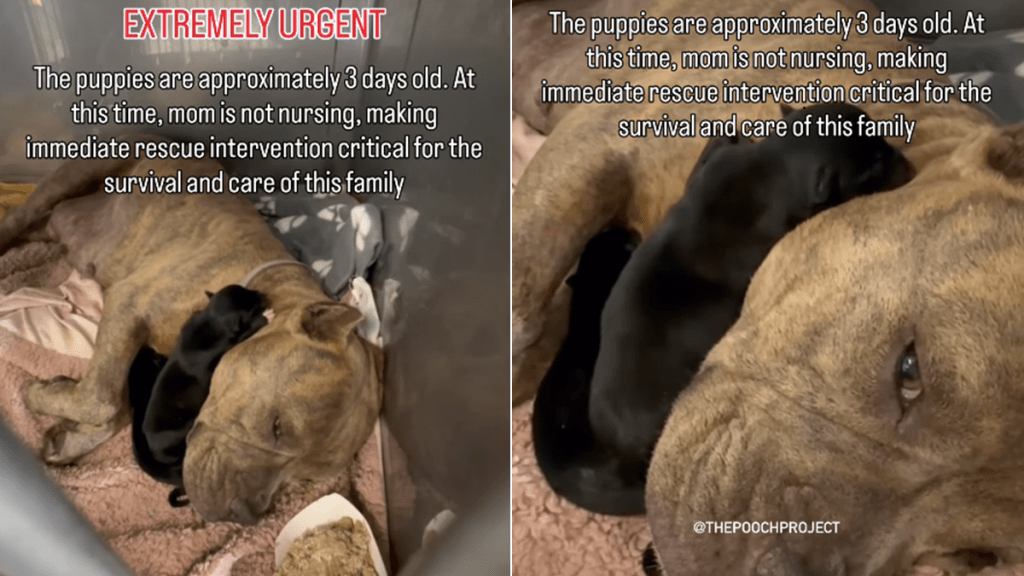 mama shelter dog babies