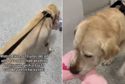 shelter dog toy cuddle kennel