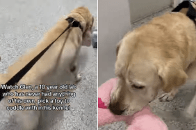 shelter dog toy cuddle kennel