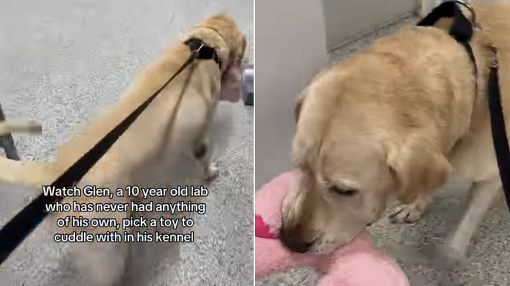 shelter dog toy cuddle kennel
