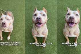 Shelter Dog With Cropped Ears Who Waited for a Family To Love Her Finally Gets Adopted