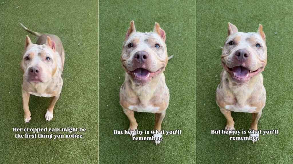 Shelter Dog With Cropped Ears Who Waited for a Family To Love Her Finally Gets Adopted