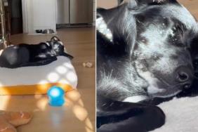 Human Sees Rescue Dog Sleeping Soundly in a Soft Bed & Realizes Something Heartbreaking