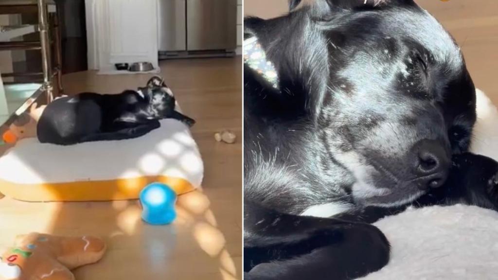Human Sees Rescue Dog Sleeping Soundly in a Soft Bed & Realizes Something Heartbreaking