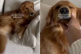 Human Returns Home to ‘Squishy’ Golden Retriever’s Greeting & It Doesn’t Get Any Better