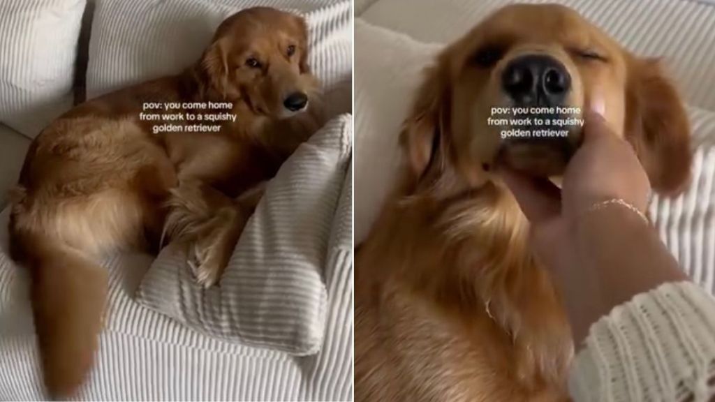 Human Returns Home to ‘Squishy’ Golden Retriever’s Greeting & It Doesn’t Get Any Better