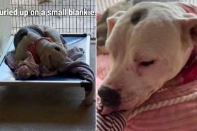 Shelter Dog Curls up on a Tiny Blanket Until One Human Gives Her What She’s Been Missing