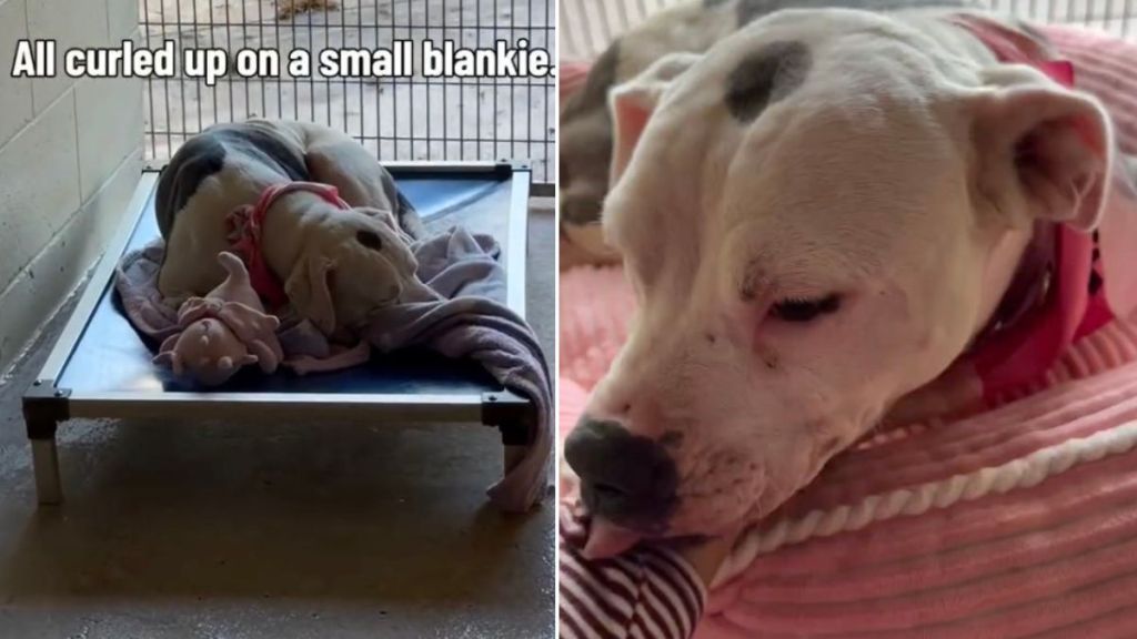 Shelter Dog Curls up on a Tiny Blanket Until One Human Gives Her What She’s Been Missing
