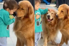 Golden Retrievers Don’t Rush Toddler Holding the Ball, Just Watch Him Walk Away With It